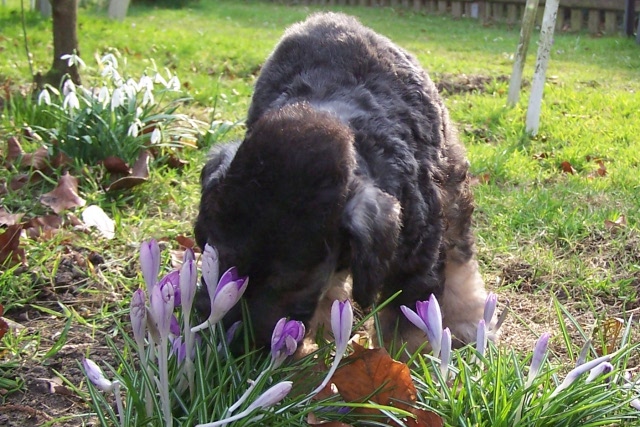 Ar-cen-ciel Arlequin 24.02 (5).JPG